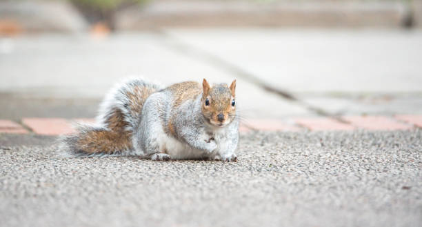 istock Brown squirrel eating nut closeup fluffy zoom sunny day green grass 1221619856