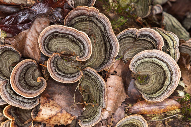 istock View from above of curvy bracket fungus on rotting tree trunk 1221620453