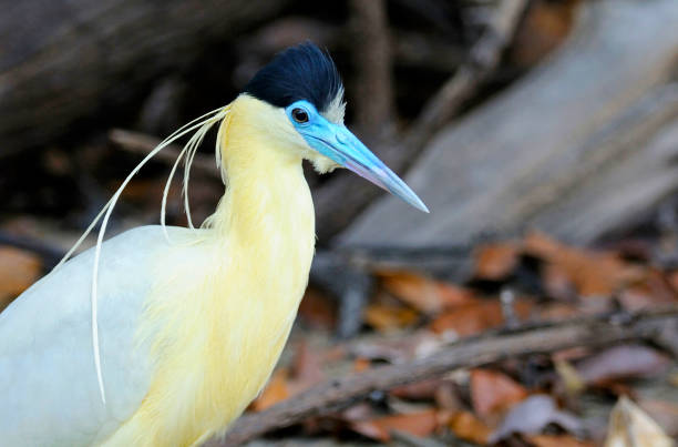 Capped Heron A head-and-shoulders shot of a Capped Heron, photographed on the Cristalino River, Brazil. amazon forest stock pictures, royalty-free photos & images