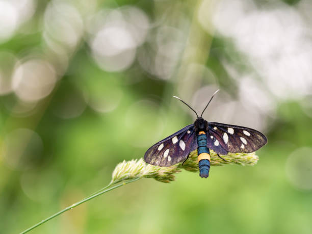 Sainfoin Burnet Moth Insect - Free photo on Pixabay