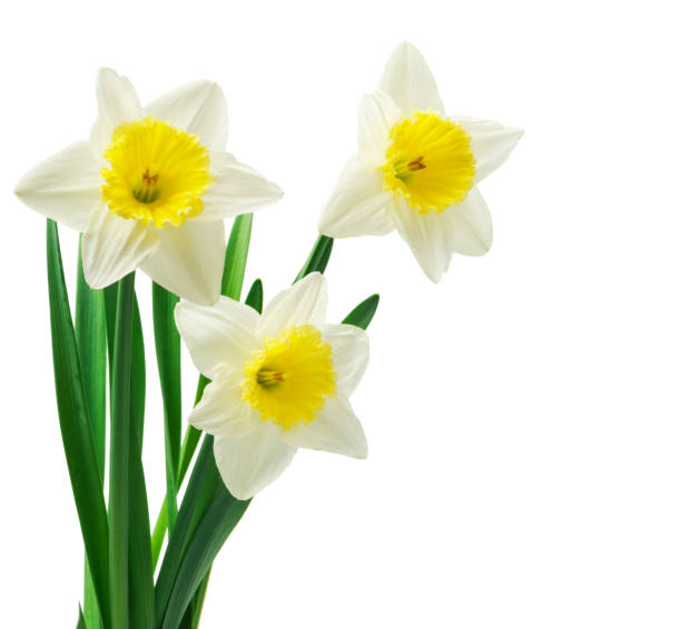 istock Spring floral border, beautiful fresh daffodils flowers, isolated on white background. Selective focus 1221621198