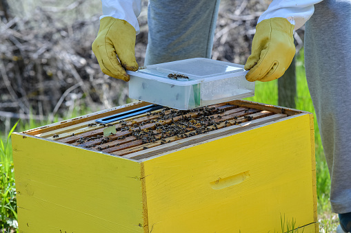 Beekeeper feeding bees with sugar syrup water. Man puts sugar syrup box into the beehive