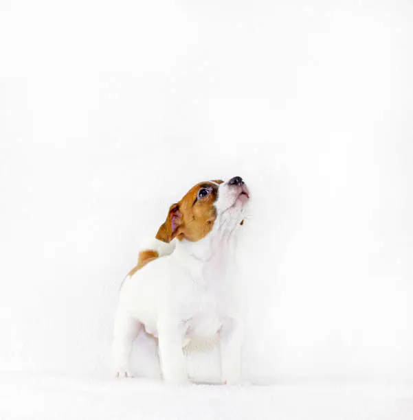 Photo of puppy male jack russell terrier raised his head in and stands on a white background, square format