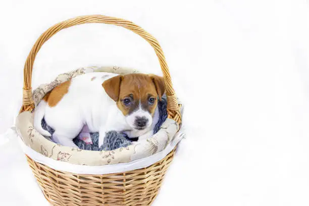 Photo of Cute red-haired female puppy Jack Russell Terrier is lying in an Easter basket on a white background and looking at the camera. View from above. horizontal format. Greeting card.