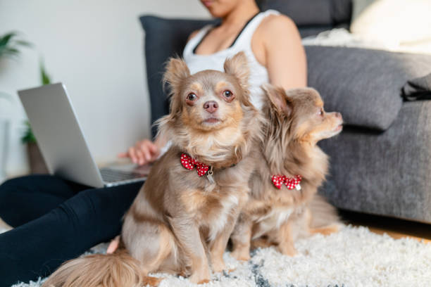 istock Woman working at home with two pet pet dog 1221621827