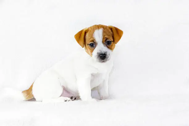 Photo of cute puppy female Jack Russell Terrier sits on a white background, horizontal format