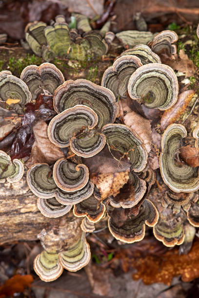 istock View from above of bracket fungus on rotting tree trunk 1221622617