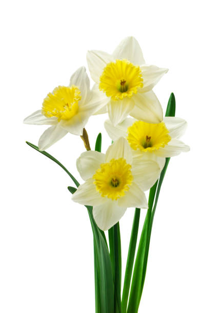 istock Spring floral border, beautiful fresh daffodils flowers, isolated on white background. Selective focus 1221622656