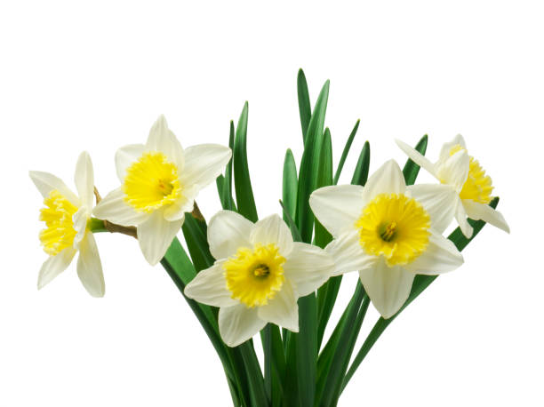 istock Spring floral border, beautiful fresh daffodils flowers, isolated on white background. Selective focus 1221622708