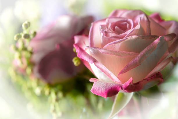 Pink Rose flower