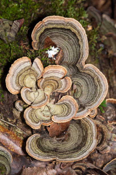 istock View from above of light and dark bracket fungus on rotting tree trunk 1221622931