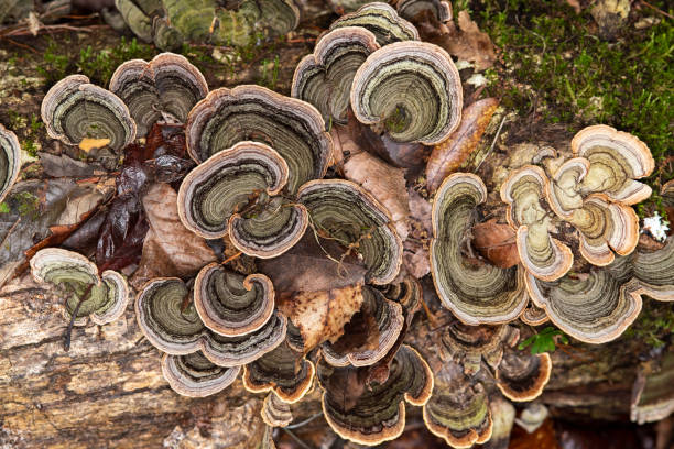 istock View from above of bracket fungus and mosses on rotting tree trunk 1221623059