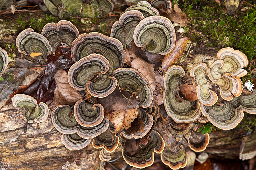 Turkey tail fungi protruding from tree bark, with a colorful bands similar to contours running through them. Photo taken at Mill Creek Preserve in Alachua county, Florida. Nikon D750 with Nikon 105mm macro lens