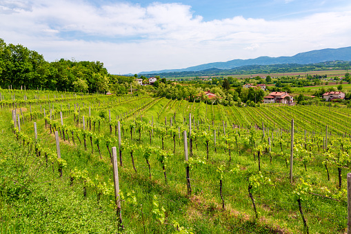 Beautiful rural landscape with spring vineyard in Vipava Valley, Slovenia