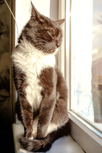 istock black cat sits on the windowsill and looks out the window 1221624972