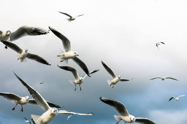 istock a large flock of hungry gulls in flight 1221625007