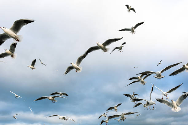 istock a large flock of hungry gulls in flight 1221625014