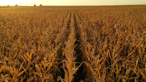istock Aerial drone photo showing severe drought conditions affecting the corn crop fields 1221625240