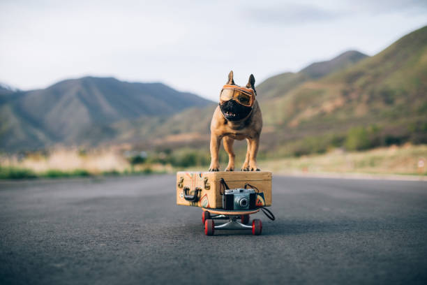 Traveling French Bulldog A French Bulldog is ready to travel with his luggage and suitcase. He stands on his suitcase on a skateboard, ready for a road trip. He has wanderlust after being quarantined in his home. Image taken in Utah, USA. staycation photos stock pictures, royalty-free photos & images