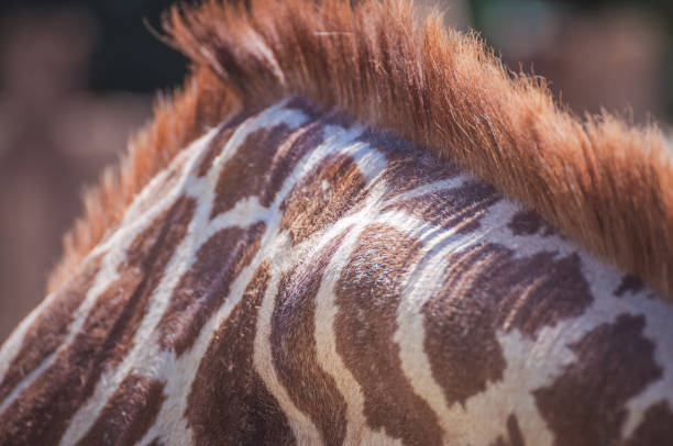 istock Fur of a giraffe from close up 1221625315