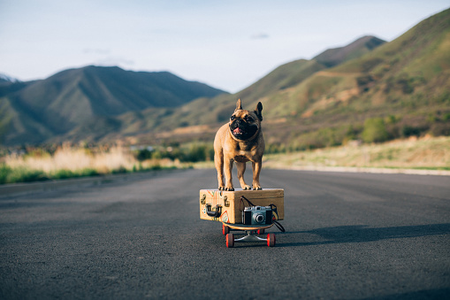 A French Bulldog is ready to travel with his luggage and suitcase. He stands on his suitcase on a skateboard, ready for a road trip. He has wanderlust after being quarantined in his home. Image taken in Utah, USA.