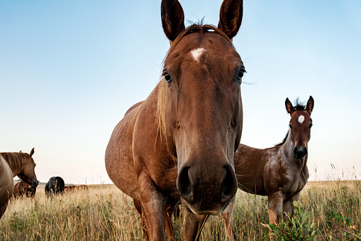 Mare and foal grazing in rural southern Alberta field