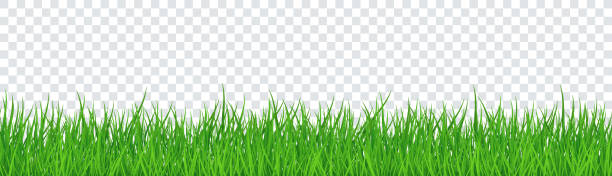 stockillustraties, clipart, cartoons en iconen met green grass geïsoleerde transparante achtergrond. vectorillustratie - gras