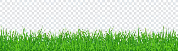 ilustrações de stock, clip art, desenhos animados e ícones de green grass isolated transparent background. vector illustration - turf white green horizontal