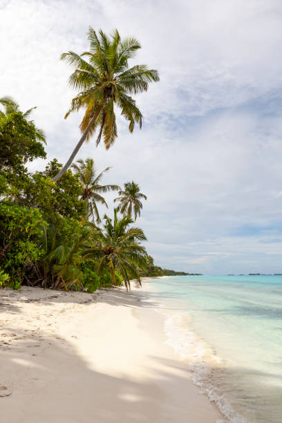 istock palm trees with white sand beach, maldives 1221626867