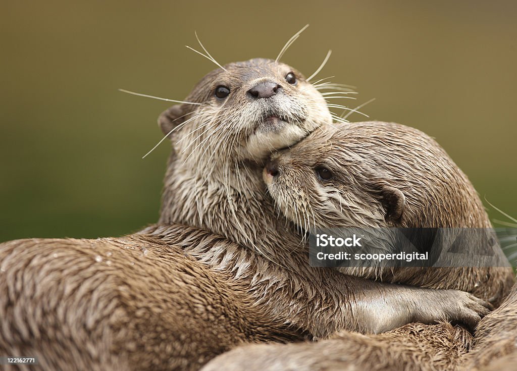 Dos Oriental corto de uñas pequeñas asiática otters abrazarse - Foto de stock de Nutria - Familia de la comadreja libre de derechos