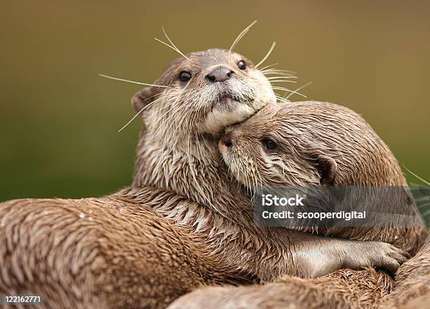 Dos Oriental Corto De Uñas Pequeñas Asiática Otters Abrazarse Foto de stock y más banco de imágenes de Nutria - Familia de la comadreja