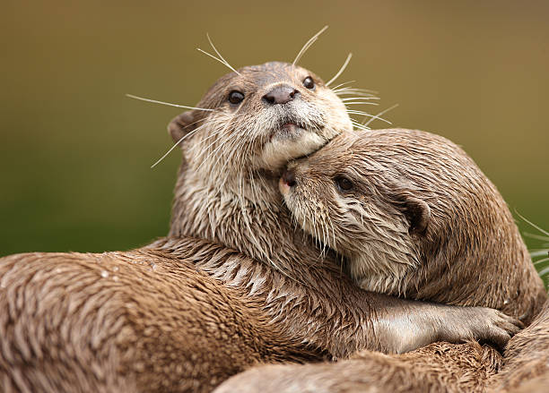 due oriental nana cuddling otters - cub animal mammal animals in the wild foto e immagini stock
