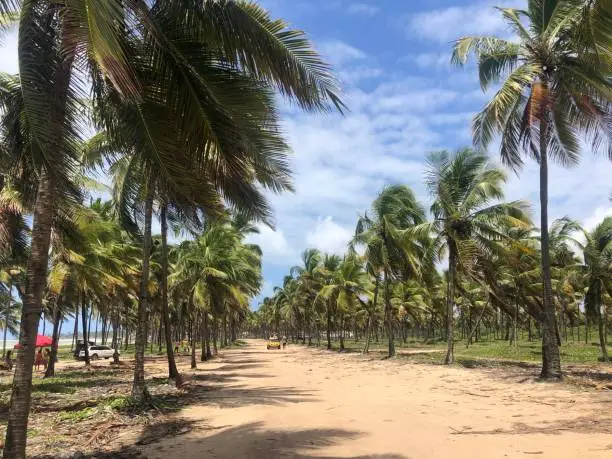 Coconut forest in Brazil