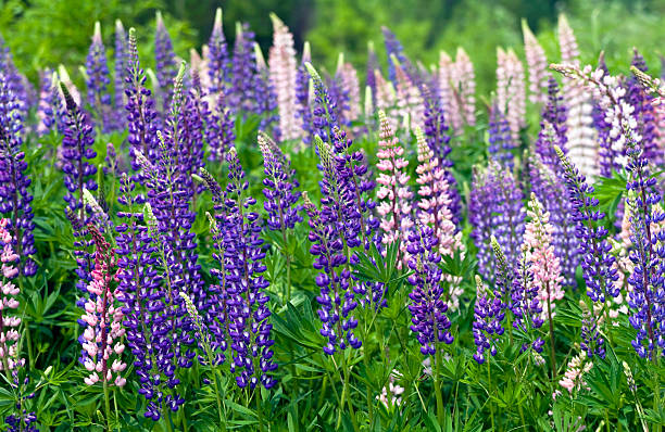 Flor lupine - foto de acervo