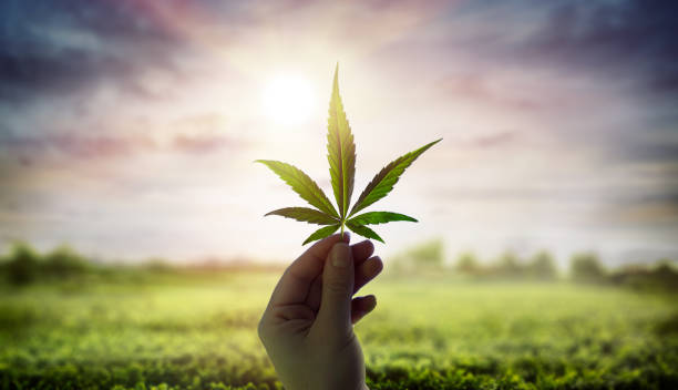 mano sosteniendo hoja de cannabis contra el cielo con la luz del sol - adicción fotos fotografías e imágenes de stock