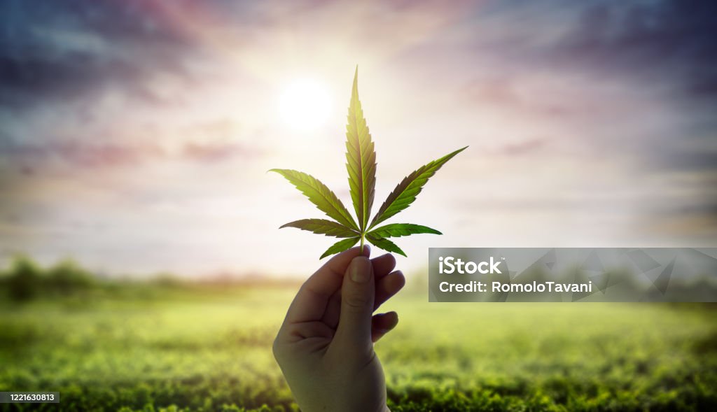 Hand Holding Cannabis Leaf Against Sky With Sunlight Hand Showing Cannabis Leaf Against Sky With Sunlight Cannabis Plant Stock Photo