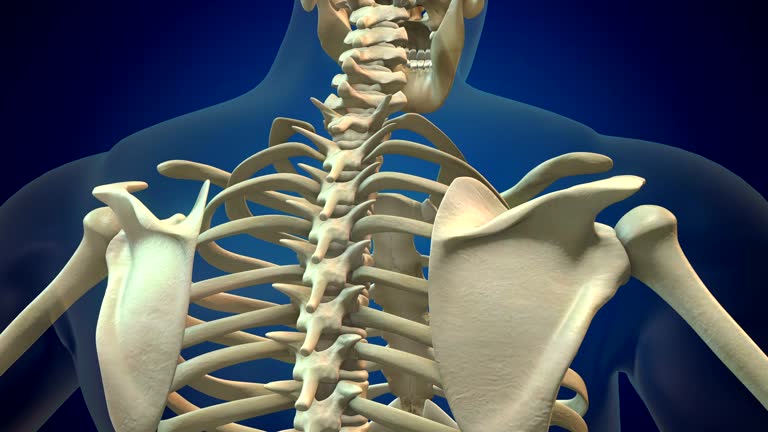 3,107 Osteoporosis Stock Videos and Royalty-Free Footage - iStock | Osteoporosis bone, Bone density, Bone 3,107 Osteoporosis Stock Videos and Royalty-Free Footage - iStock | Osteoporosis bone, Bone density, Bone