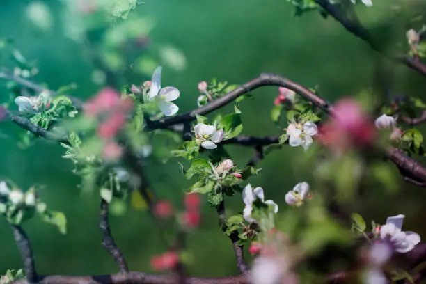 Apple Tree Blossoms with white and pink flowers.Spring flowering garden fruit tree. Beautiful Spring Nature background. Blooming of Apple trees.