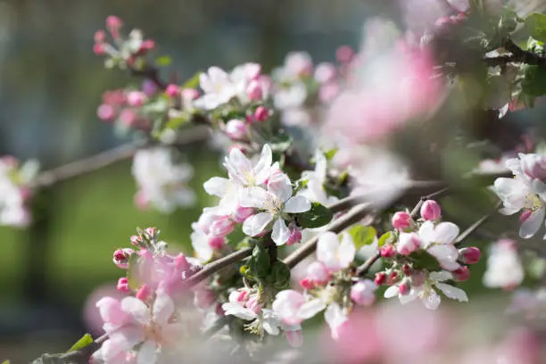 Apple Tree Blossoms with white and pink flowers.Spring flowering garden fruit tree. Beautiful Spring Nature background. Blooming of Apple trees.