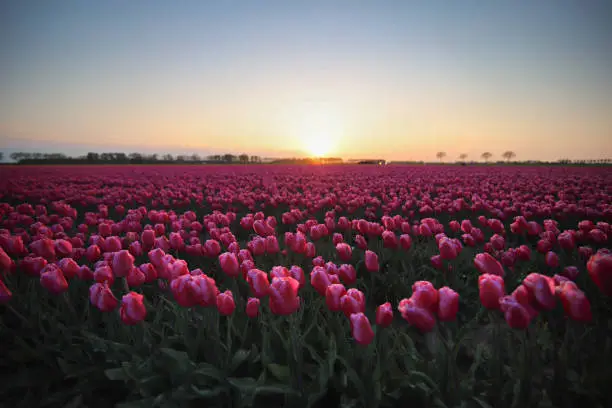 Pink tulipfield