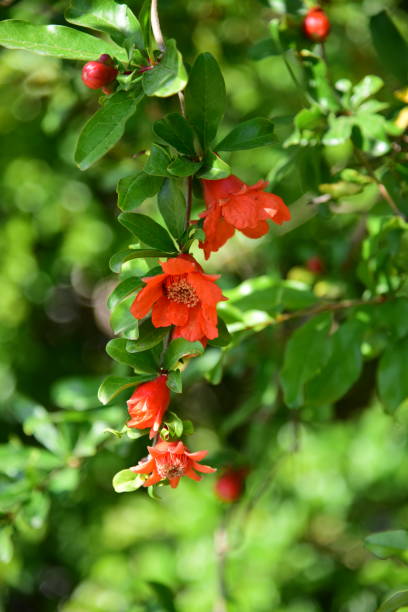 istock Flowers of pomegranate 1221633344