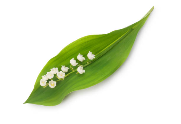 istock Lily of the Valley 1221634553