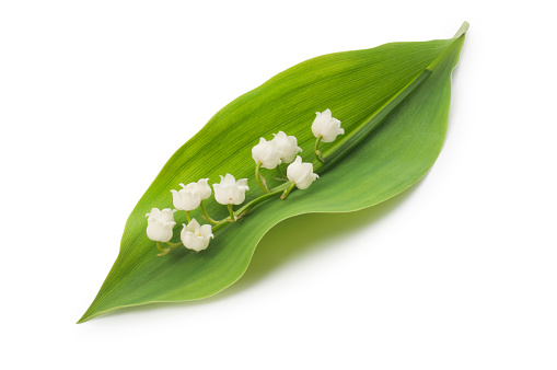 close on bells of pretty bouquet of fresh lily of valley blooming in a garden