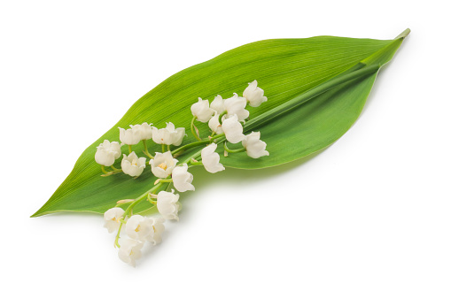 Studio shot of Lily of the Valley cut out against a white background