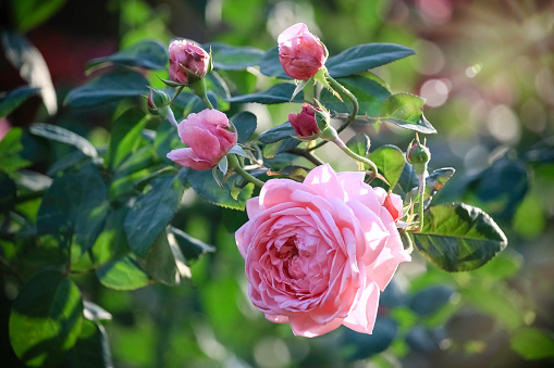 Beautiful pink rose flower bloom in the garden