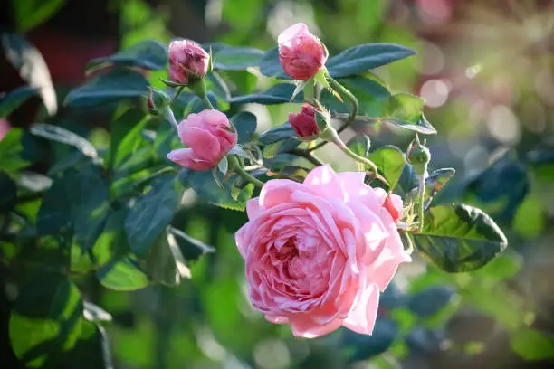 Pink English roses blooming in the summer garden, one of the most fragrant flowers, best smelling, beautiful and romantic flower