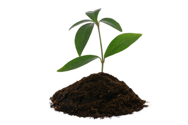 istock Growing green new plant 1221634820
