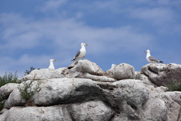 istock Seagulls on the rocky island 1221635119