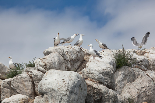 Seagulls on the rocky island