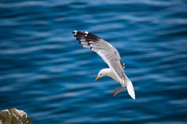istock seagull flying upon the sea 1221635132